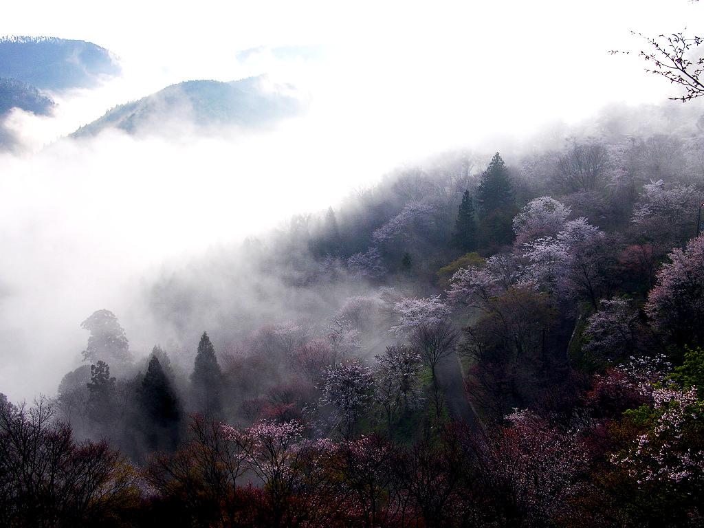 Mist and Cherry Blossom at Yoshino-yama